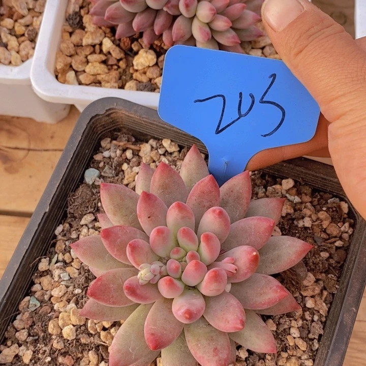 萱*这么久不给孩子打电话