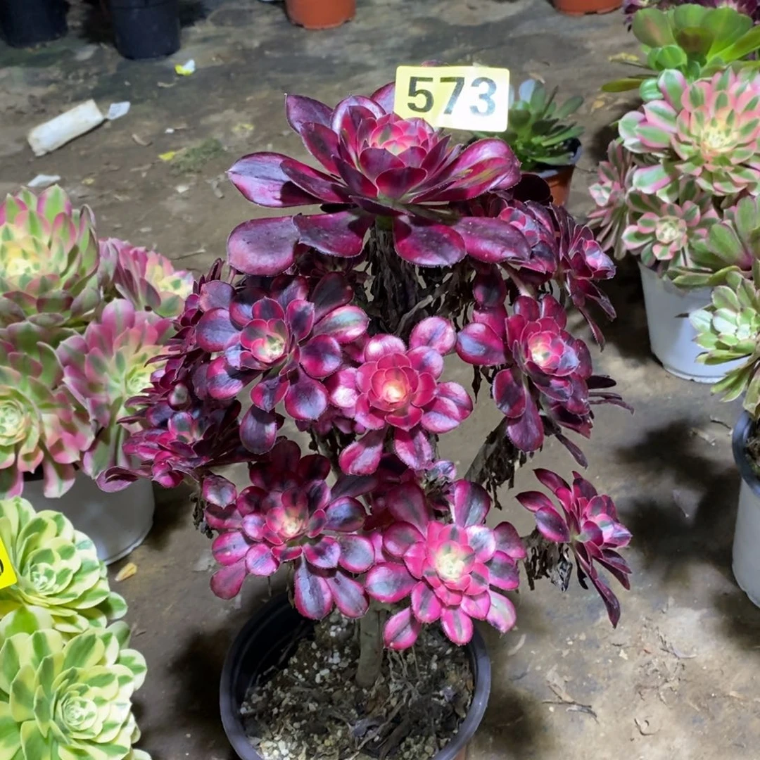 香奈多肉法师573