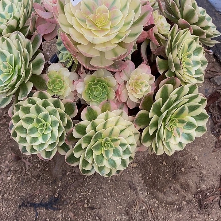 多肉荔枝019多肉植物