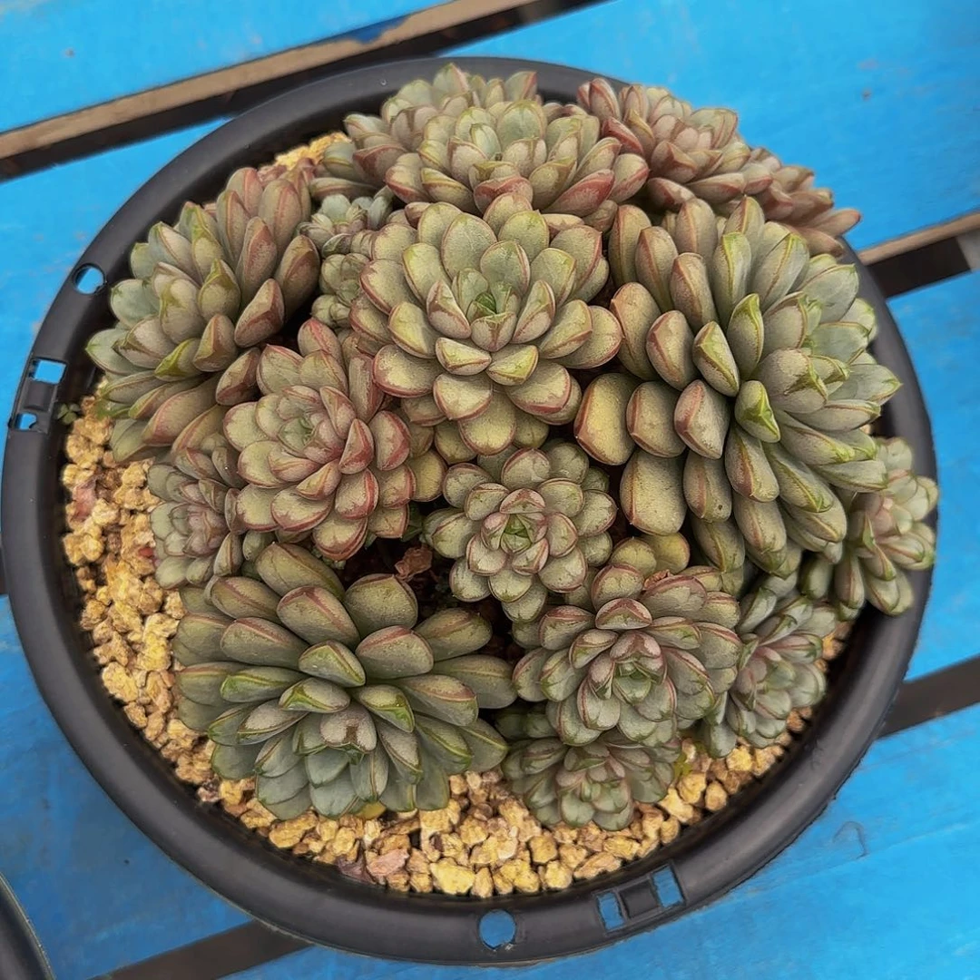 一物一拍，精控葡萄