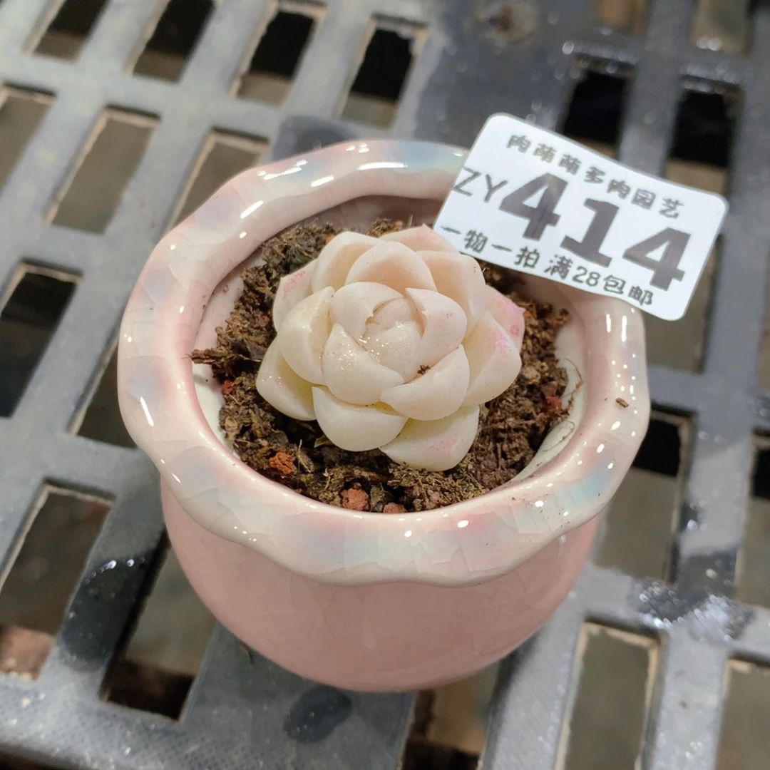 肉萌萌拇指盆精控多肉ZY414