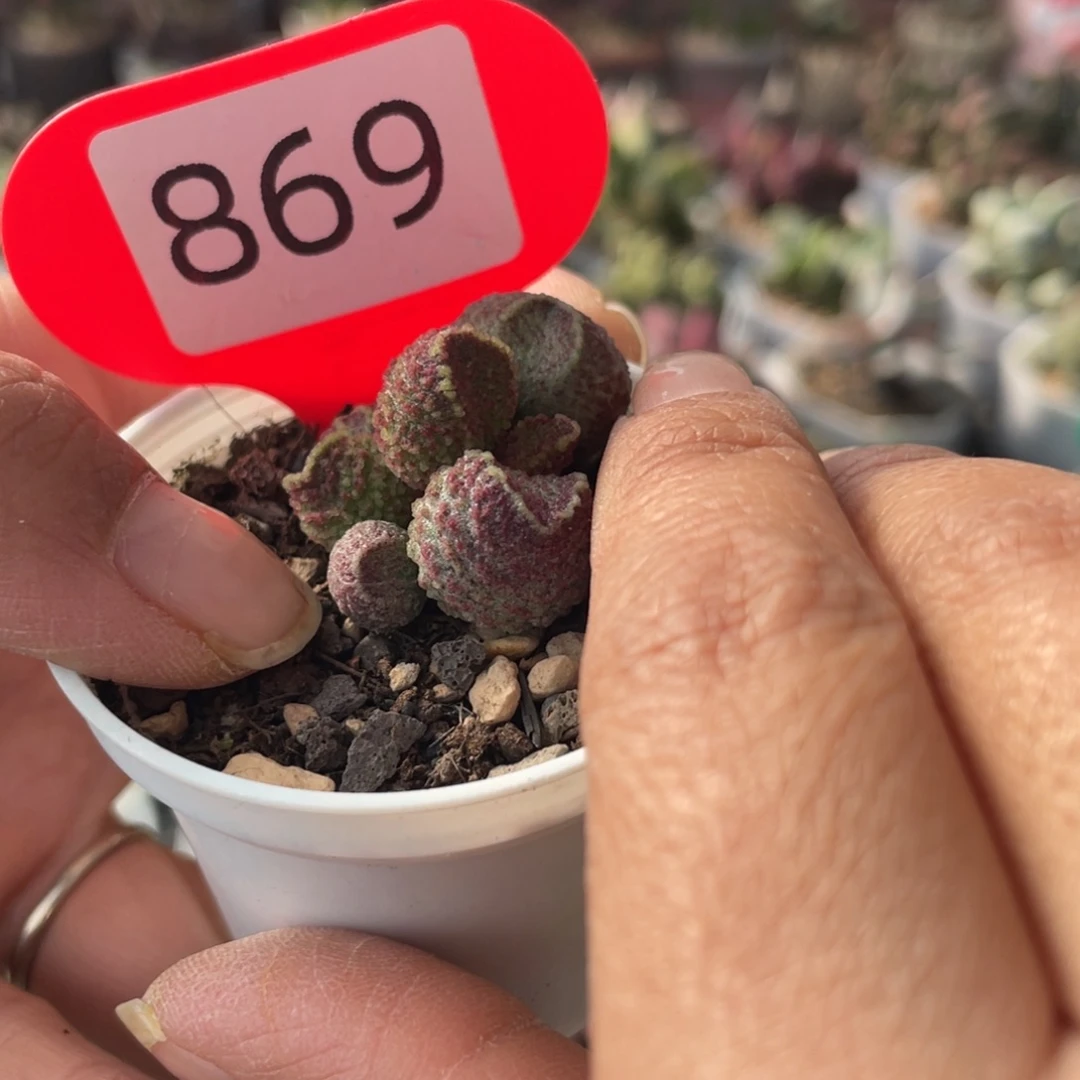 肉*君869。