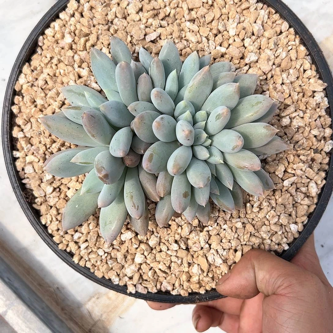 【闪购商品】胖体哥特缀