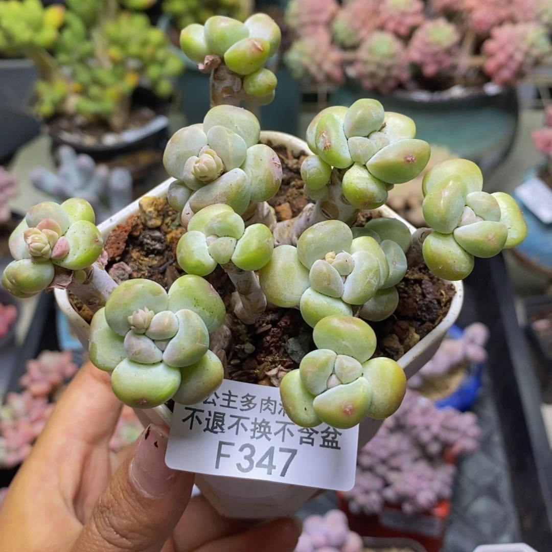 347香玉多肉肉7c m