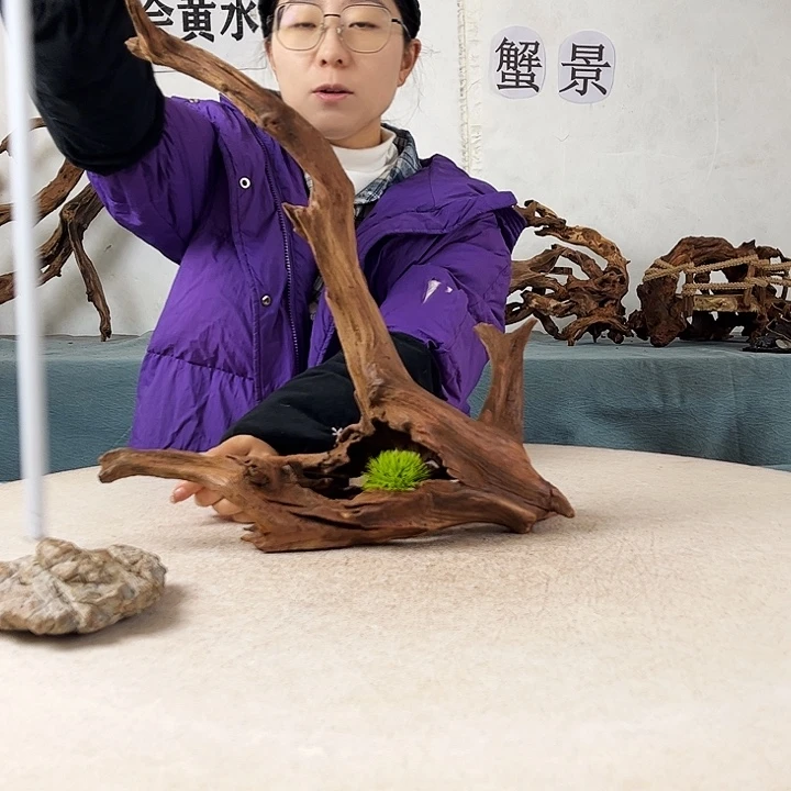 沉木造景爬宠造景