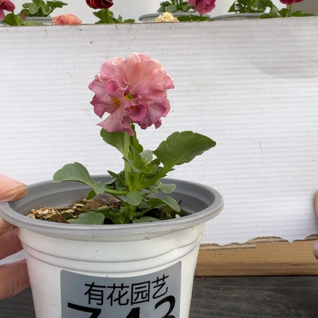 无花朵743号角堇