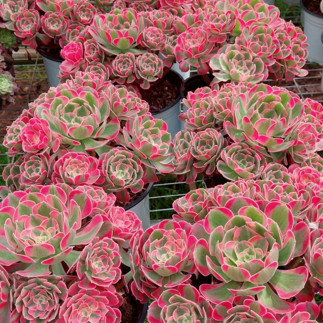 二代女郎量拍多肉法师一个