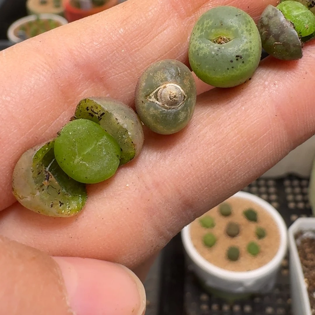 l****蔡4-39pppppppppppp