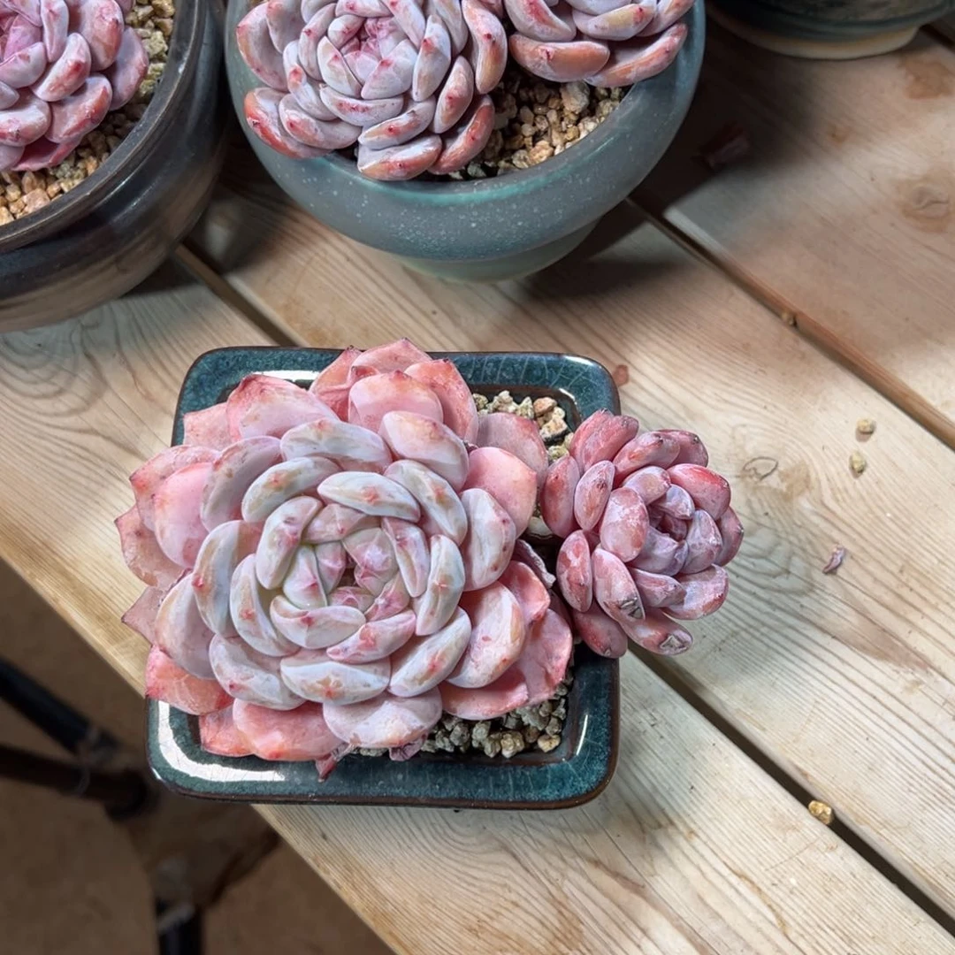 随单福利哈哈哈哈哈