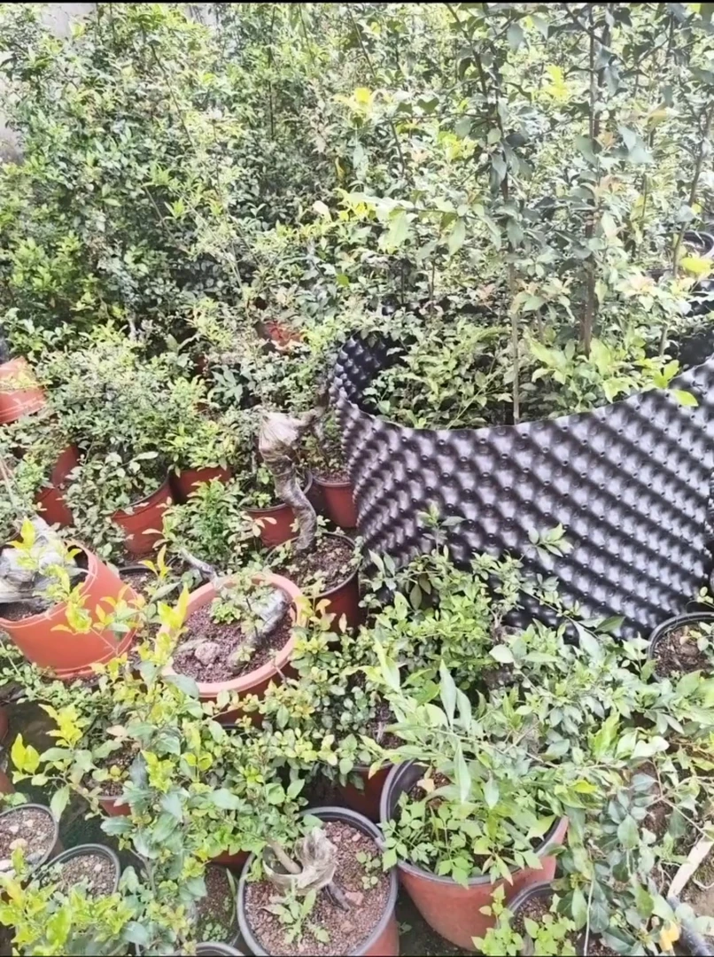 金弹子盆景素材,别名,瓶兰花,黑塔子,属于柿树科柿类