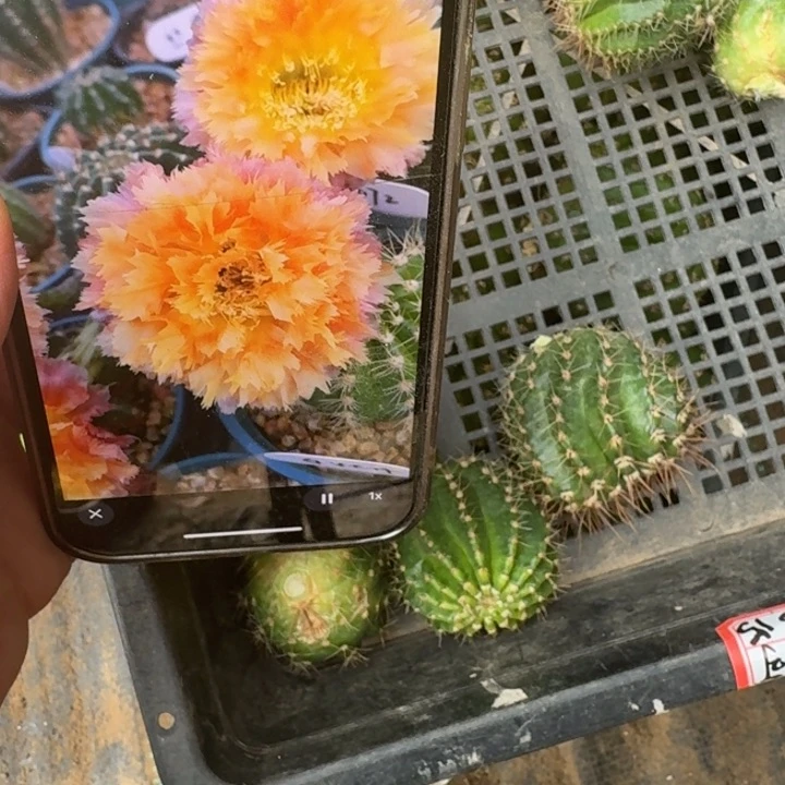 242彩草洛可可歪无根侧牙4公分左右