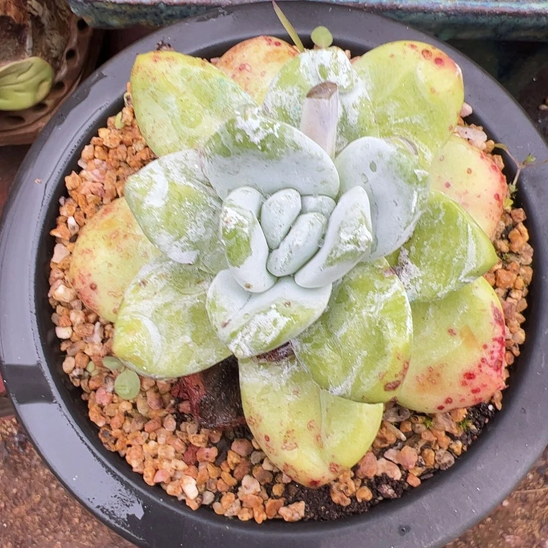 3563牡丹苹果叶仙女杯