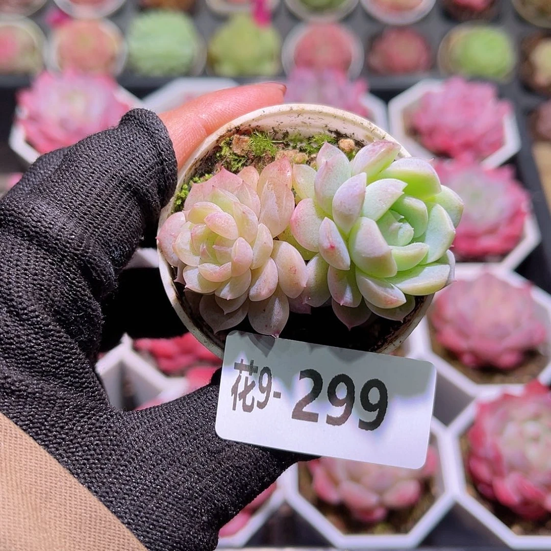 花09-299新品双头