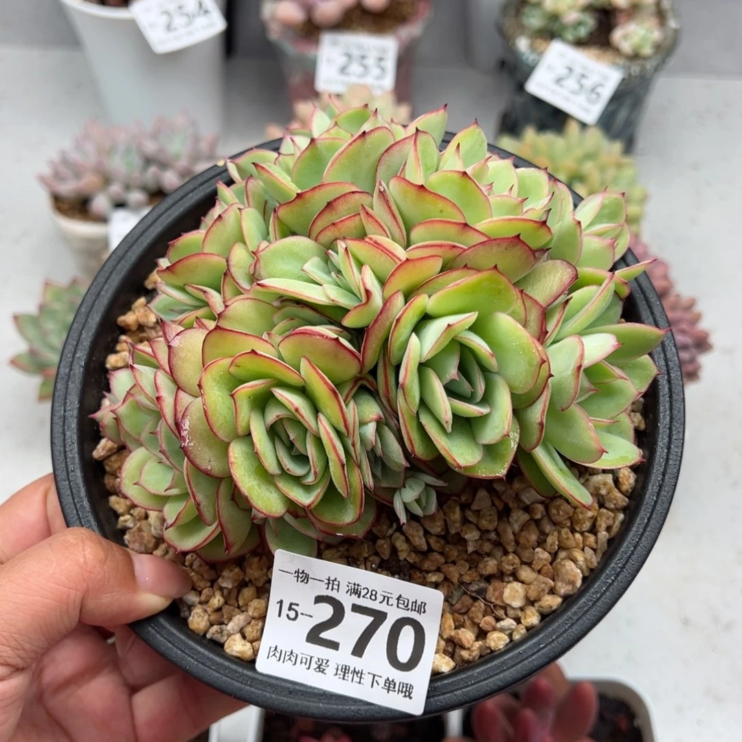 牡丹亭多肉多肉多肉多肉