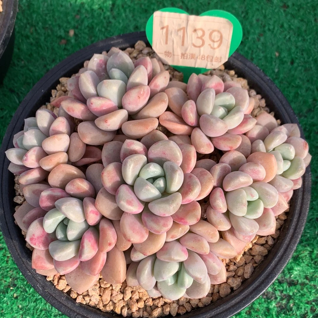 花斑露老桩平头捧花1139