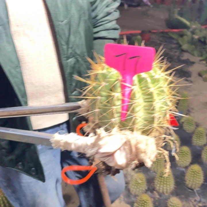 杰作毛花柱微瑕77号