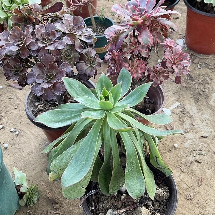 3棵玫瑰玫瑰玫瑰玫瑰