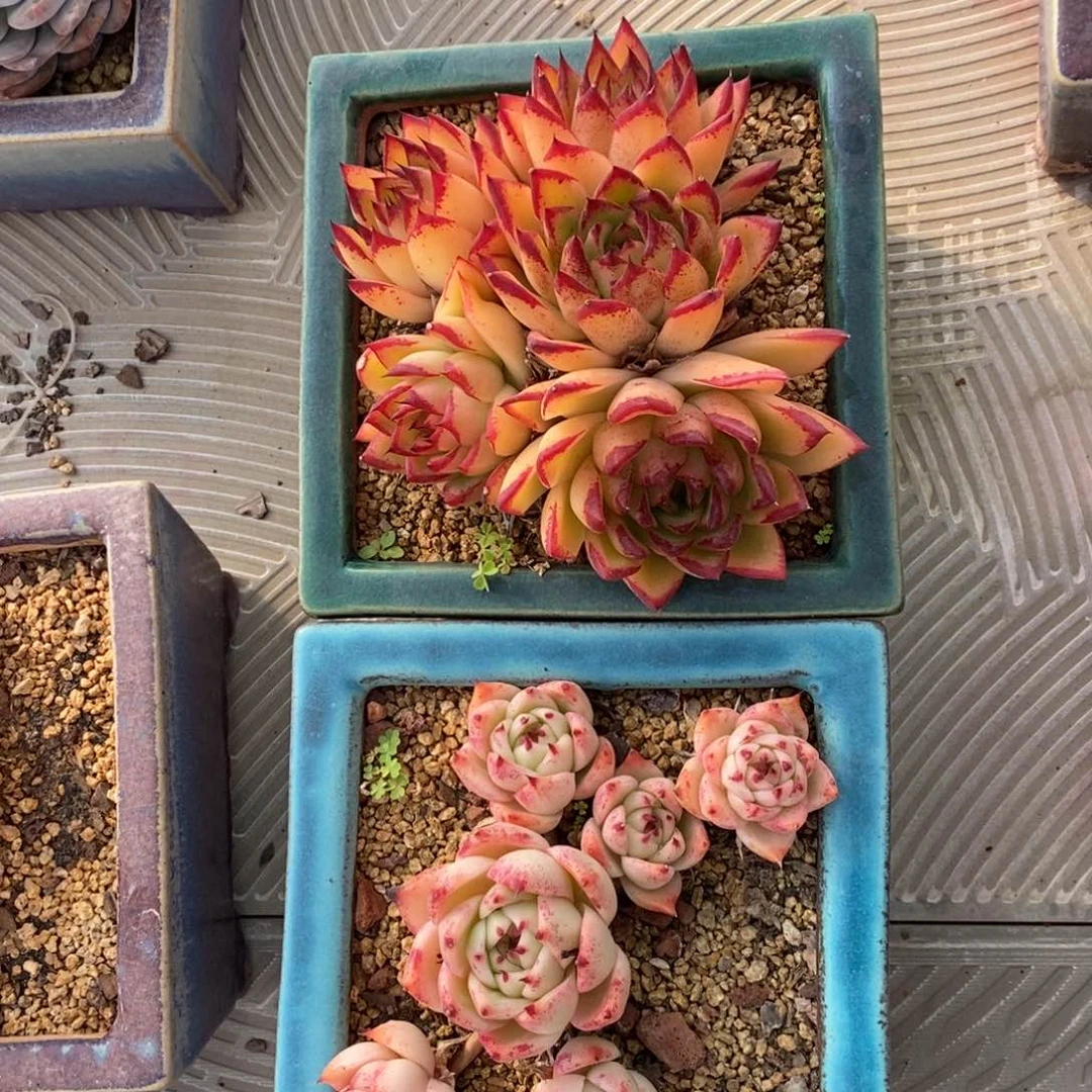 E**nE多肉植物两颗组寄养