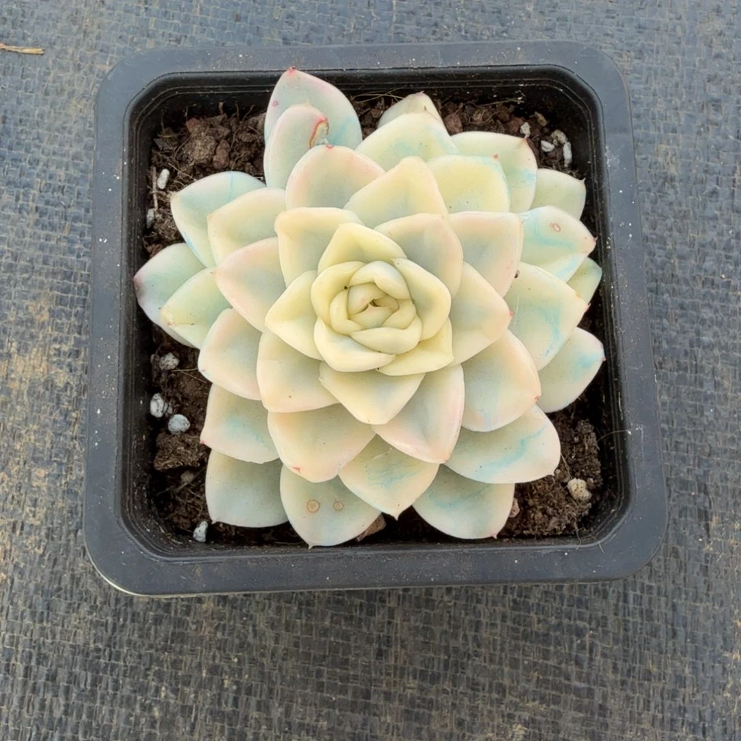 雪鸢锦锦上园艺一物一拍