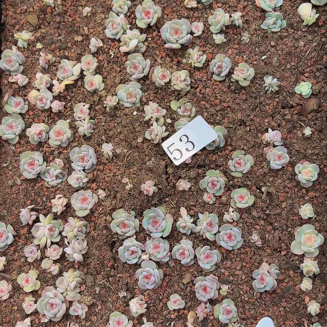 闻***?多肉植物多肉植物53