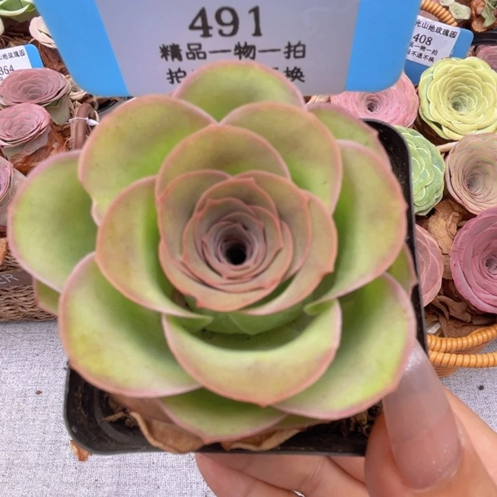 山地玫瑰491裸根发货不售后