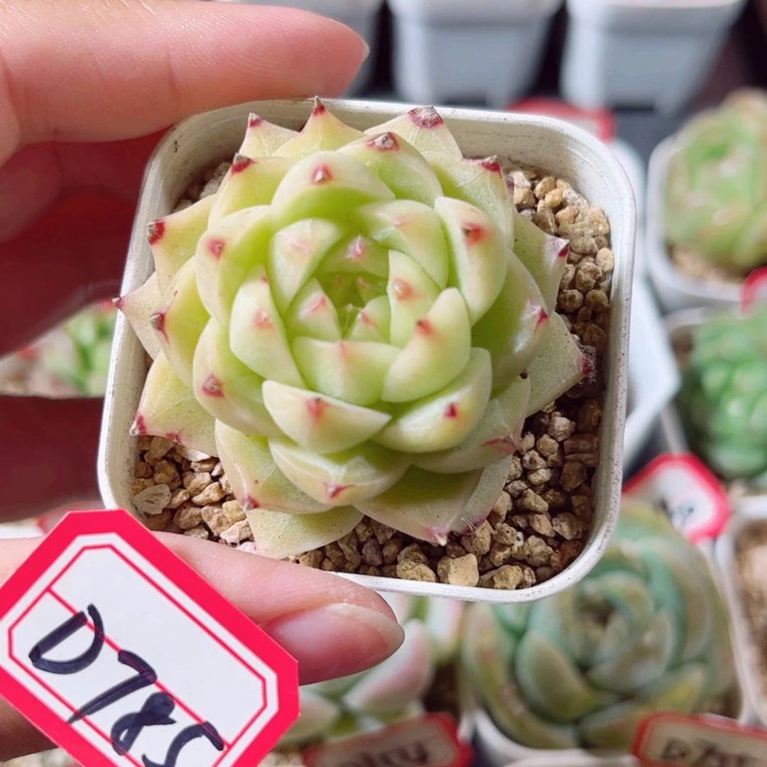 D785 一物一拍 18包邮 水冰月