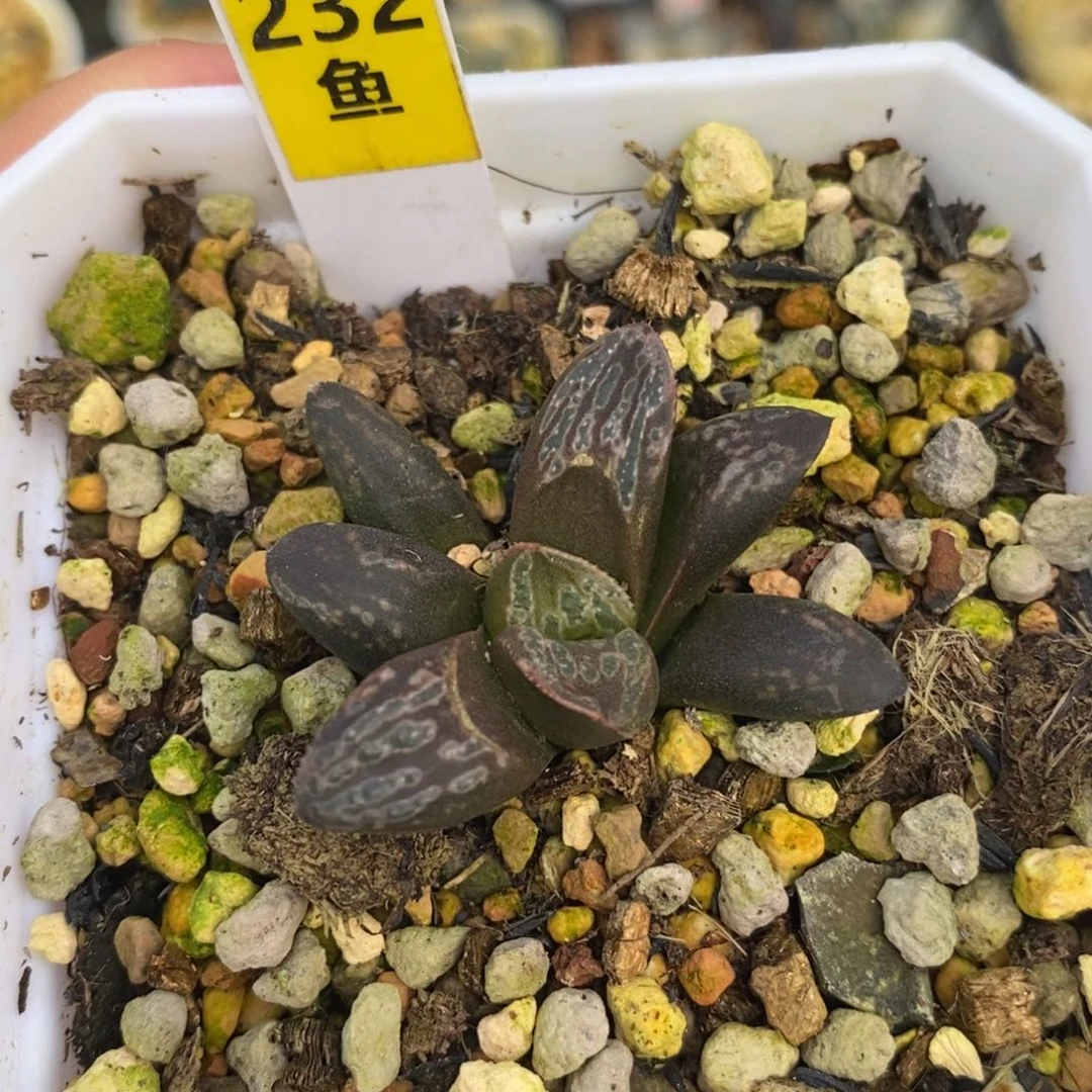 232芍药牡丹十二卷多肉植物