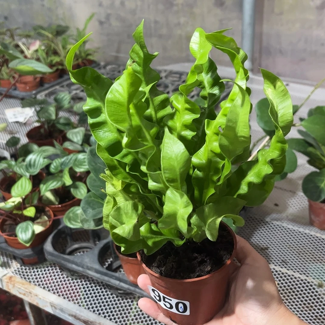 完全开放950 火焰鸟巢蕨