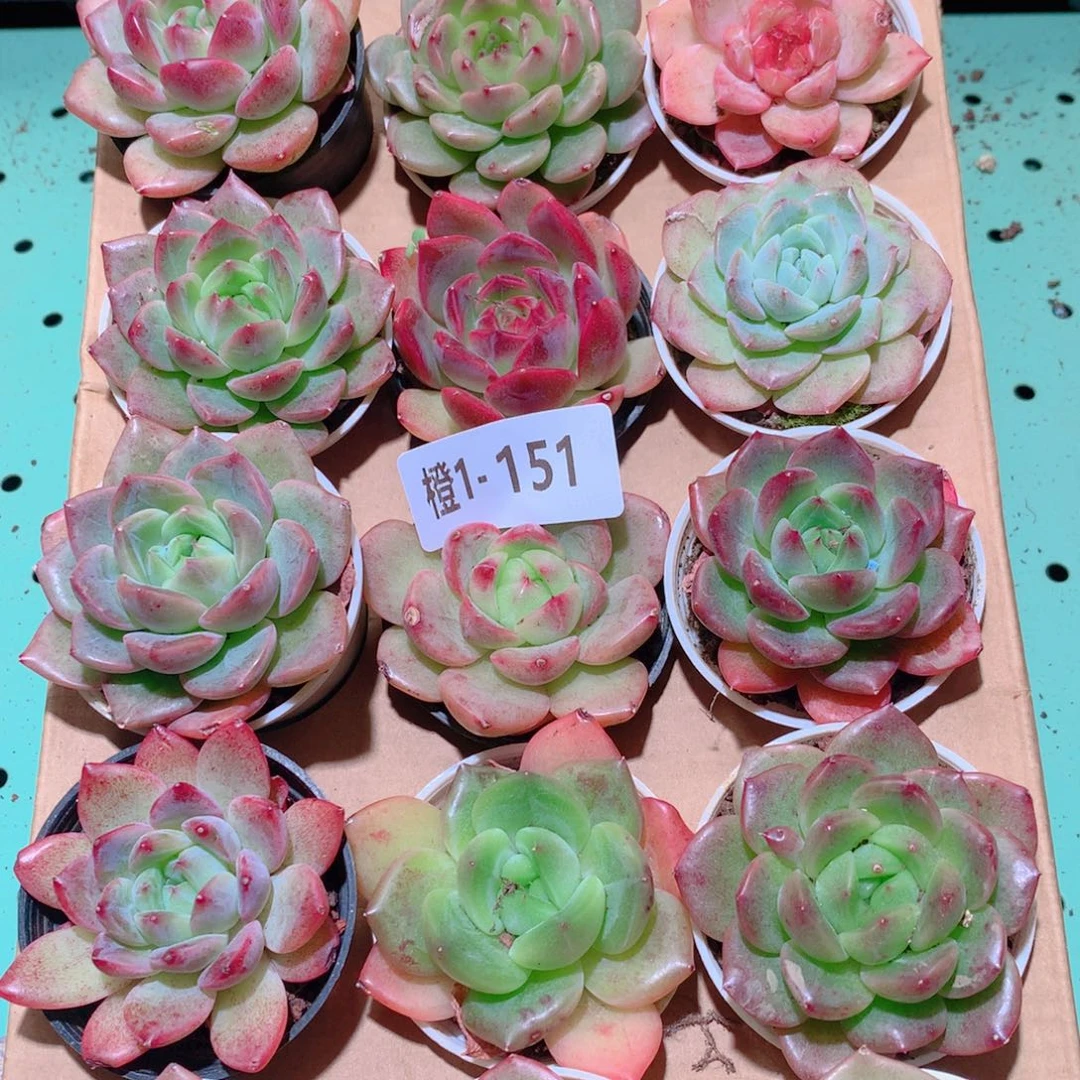 1-151一物一拍多肉带盆18颗