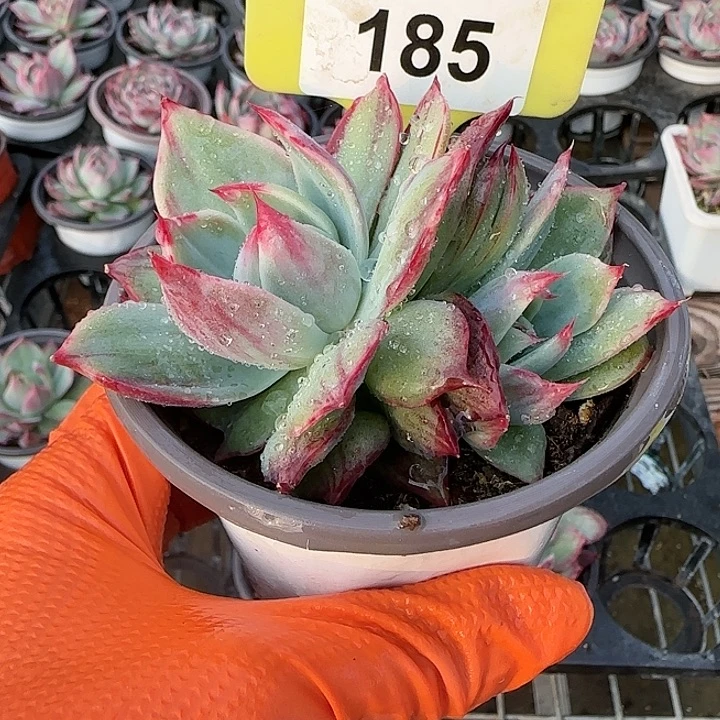 谷***花185 惊鸿仙子多肉植物6-9cm