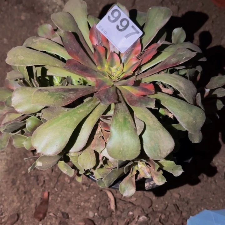 997香妃多肉植物不售后