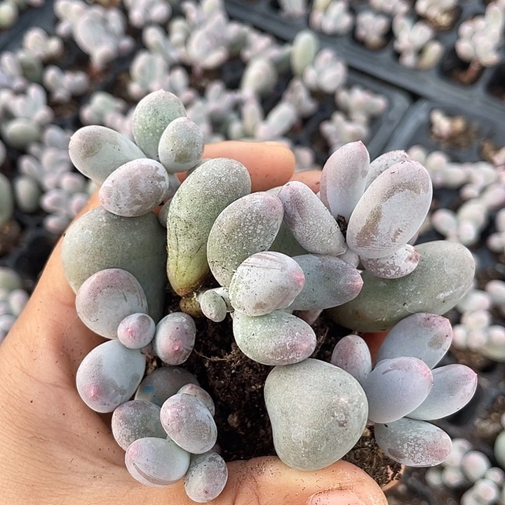 米可发7颗满18包邮