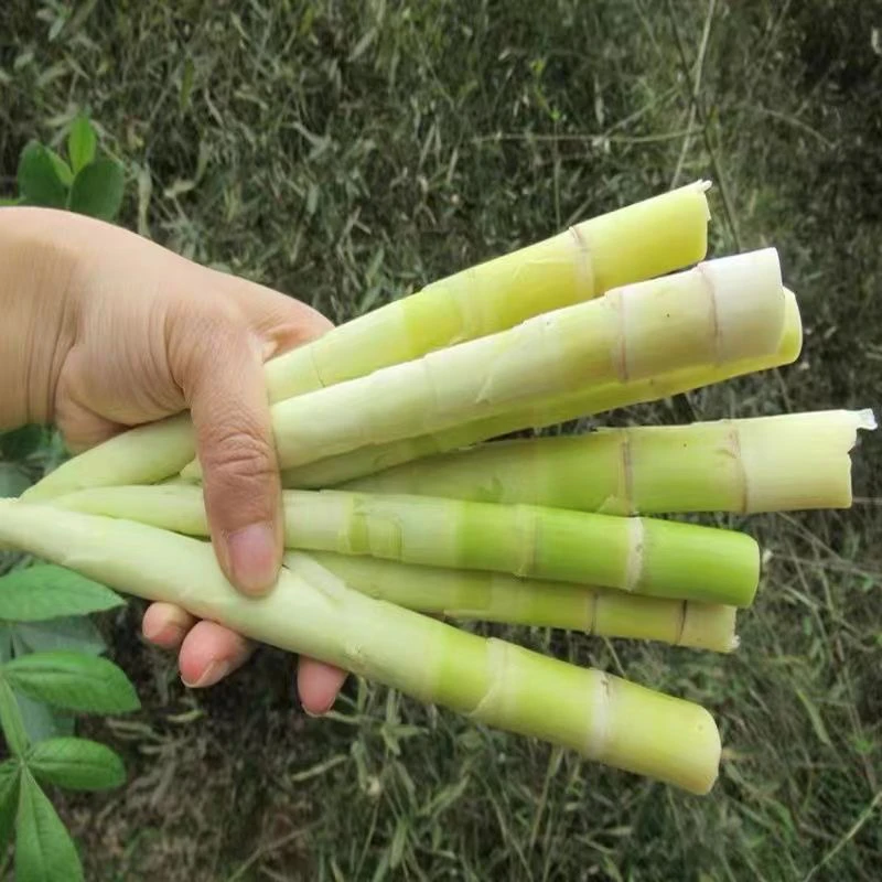 四川深山野生水竹笋小笋笋尖新鲜采摘