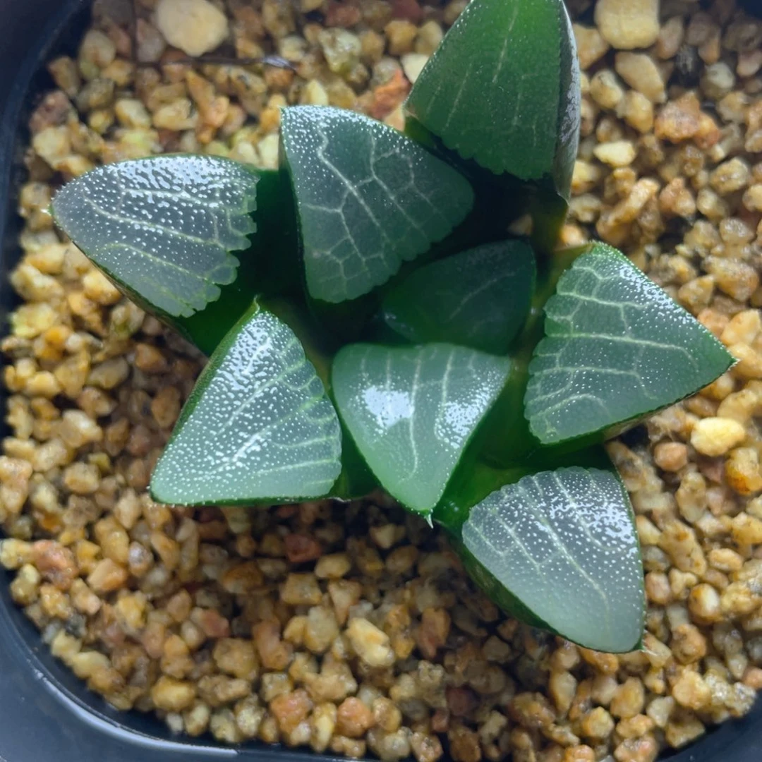 14.十二卷实生克。