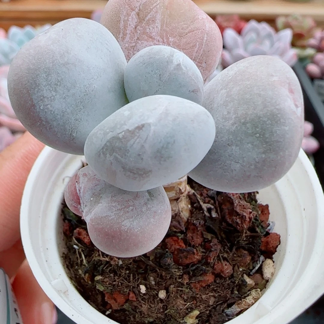 花语逸镜1014-383奶酪