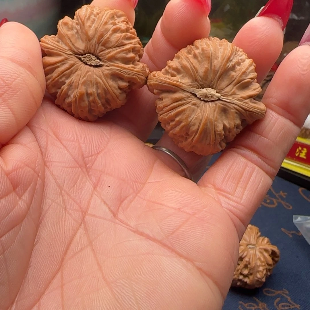 核桃卡姿兰闷白狮子球