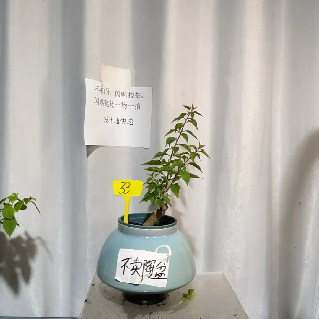 当前无花栽培后可以开花33热火桑巴坨坨桩