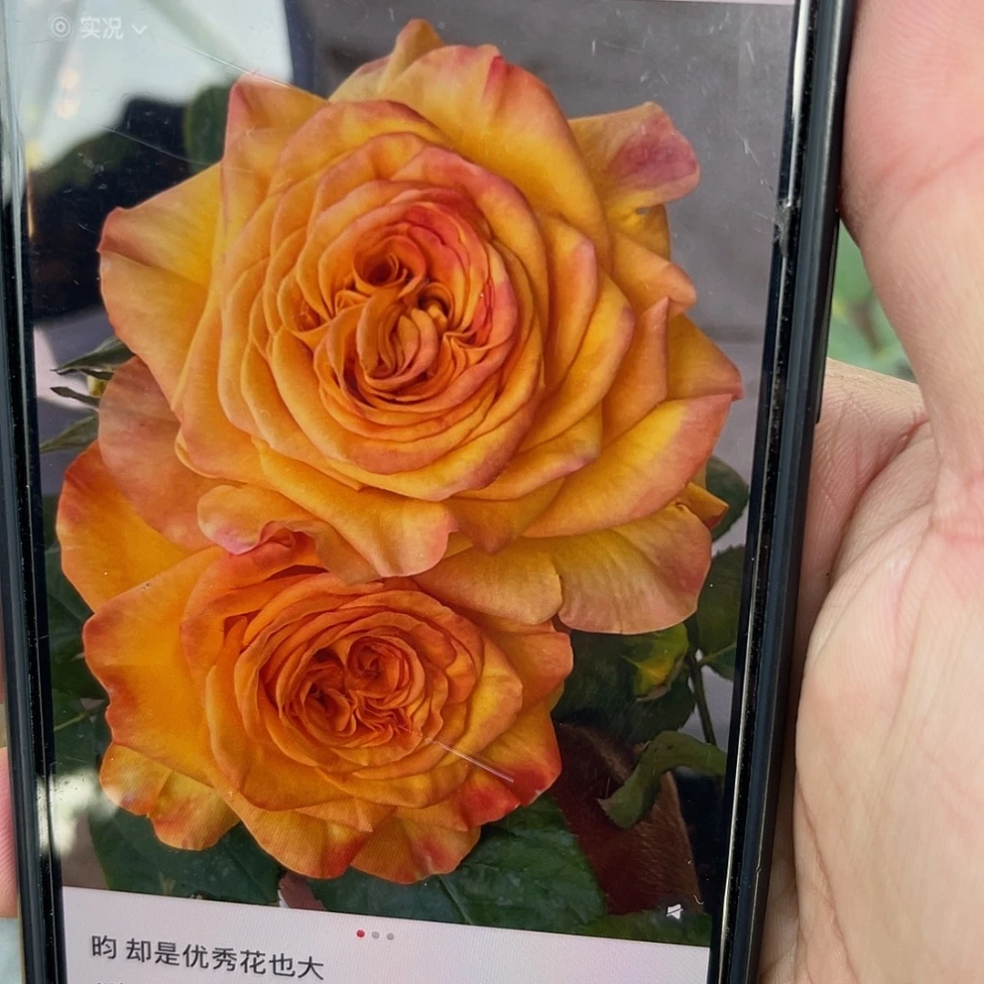 无花朵———昀 福利款