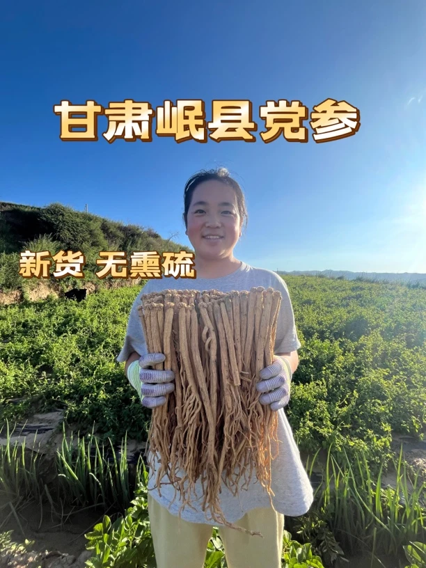 甘肃岷县大党参原产地发货