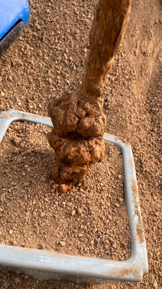 生桩专用，风化土，沙土，50斤