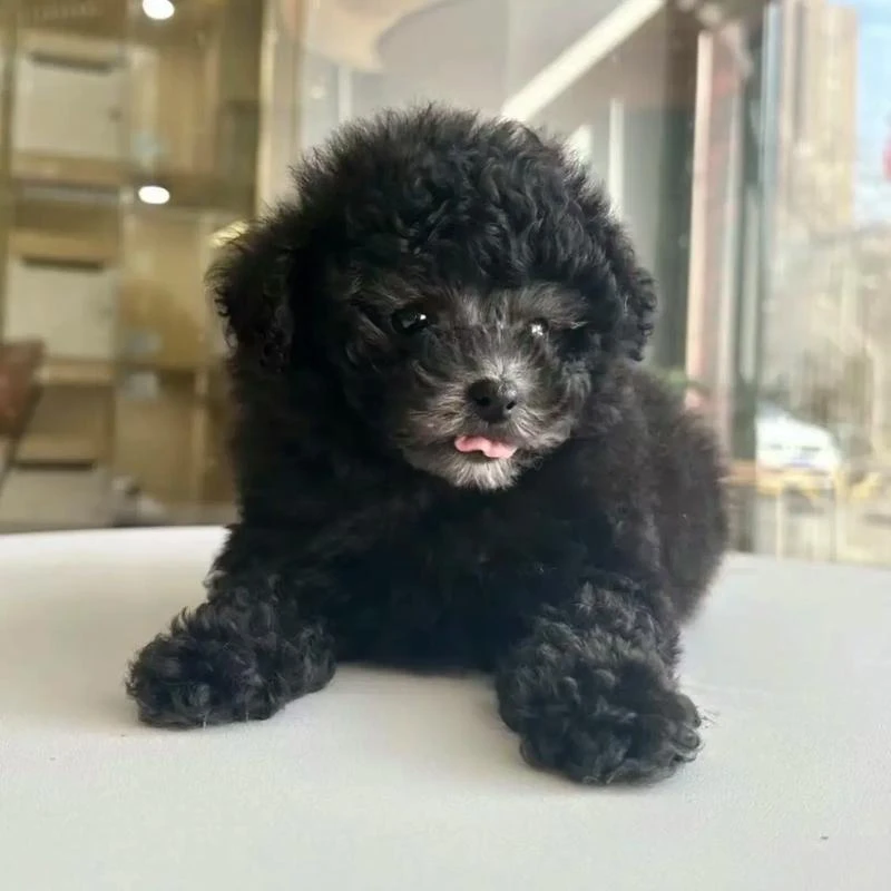 精品灰泰迪小型家庭陪伴犬可爱长不大宠物狗