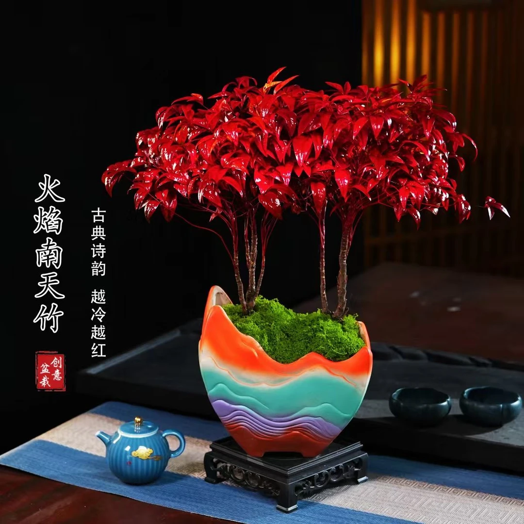 【越冷越红】大火焰南天竹客厅绿植桌面盆栽好养易活禅意创意盆景