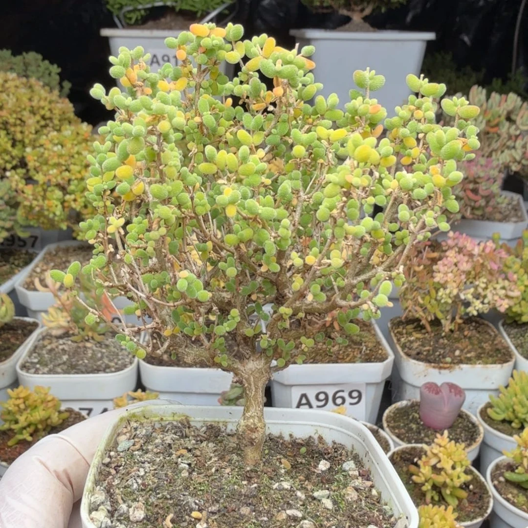 A535米粒老桩大长腿