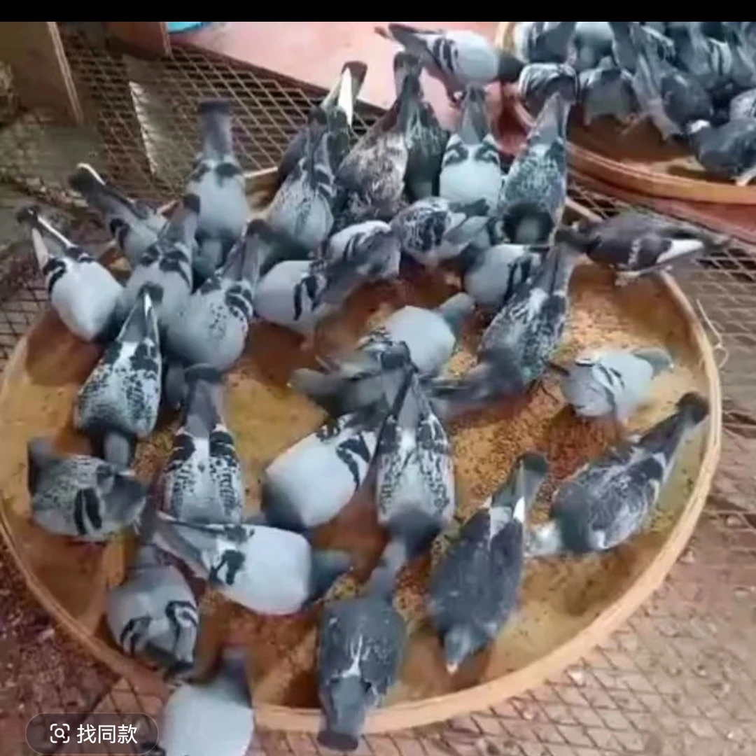 鸽子食槽竹编食盘鸽子用品喂食器食盘