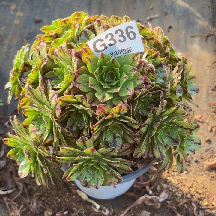 瑞妈多肉植物336.必火