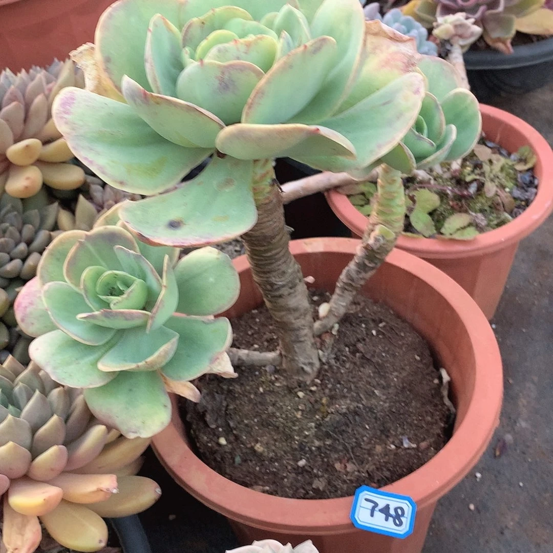 748 一物一拍多肉