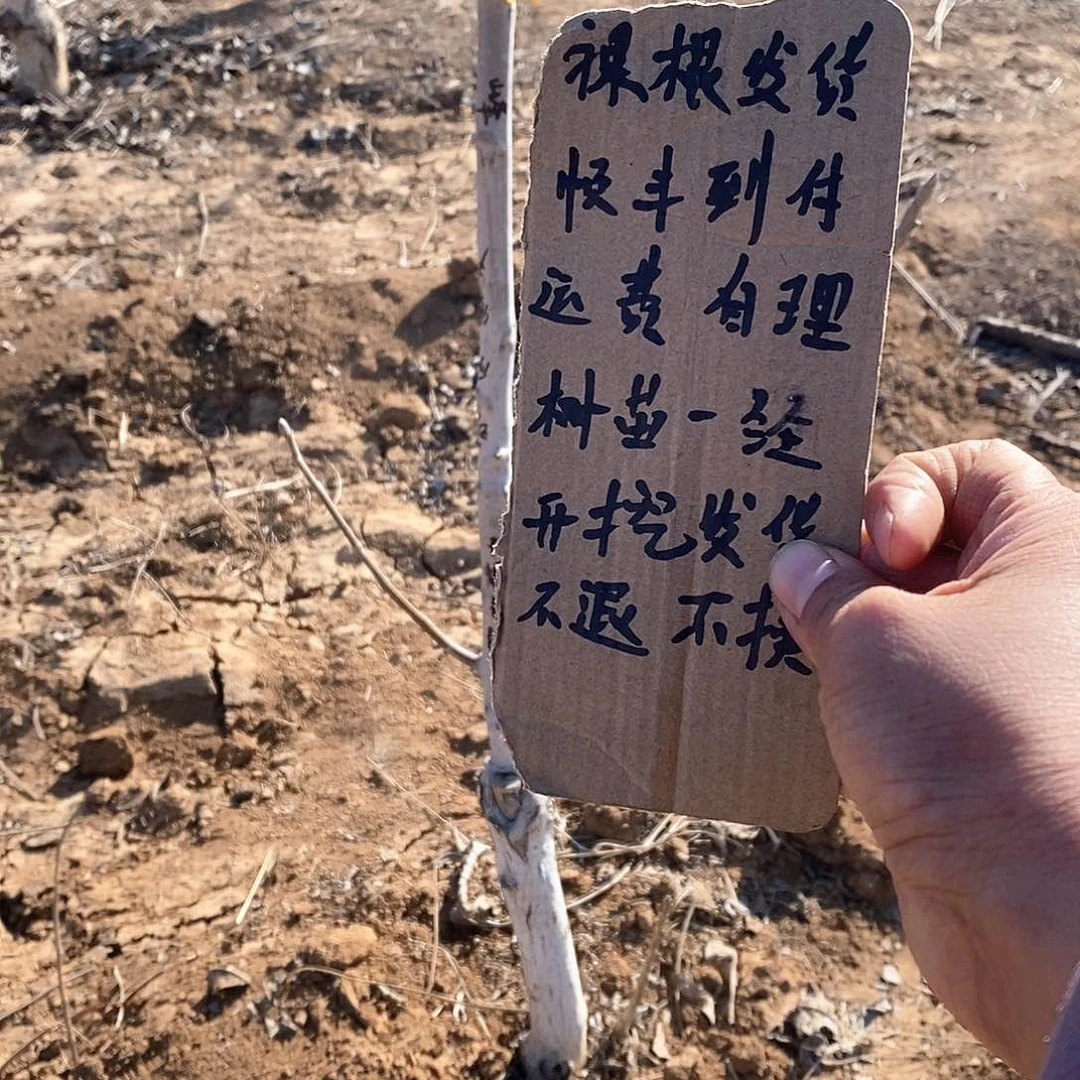文玩核桃把件温*粗筋