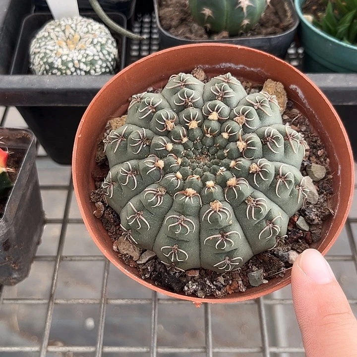 我的小可爱们也要加油