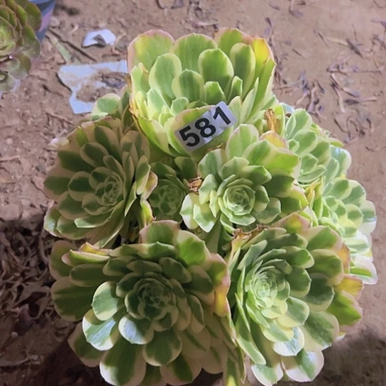 记*一颗多肉法师植物