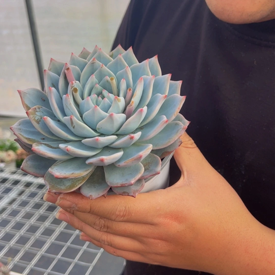 粉蓝鸟多肉植物大盆